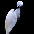 Aigrette garzette faisant sa toilette